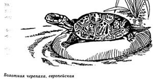 Опис : болотная черепаха, европейская черепаха, картинка, рисунок