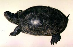 Опис : европейская болотная черепаха (Emys orbicularis), фото, фотография