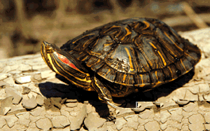 Опис : красноухая черепаха, черепаха красноухая, красноушка (Trachemys scripta scripta), фото, фотография
