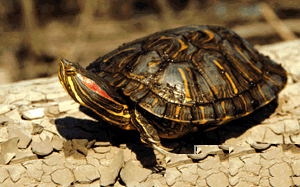  :  ,  ,  (Trachemys scripta scripta), , 