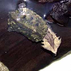 Опис : матамата (Chelus fembriatus), фото, фотография