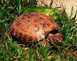 Опис : самец среднеазиатской черепахи, фото, фотография