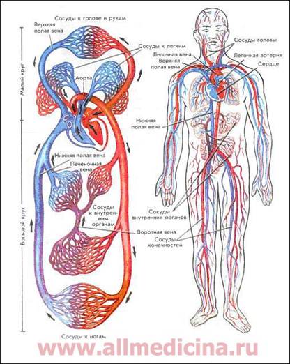  : http://www.allmedicina.ru/UserFiles/r10.jpg